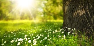 Co położyć na trawę żeby nie rosła?