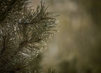 Czy usuwać igliwie spod iglaków?