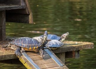 Jak przechowywać talerze w kuchni?
