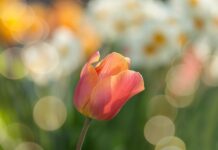 Co dać pod kora w ogrodzie? Co dać pod kora w ogrodzie?