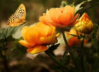 Jaka piana do mycia samochodu?